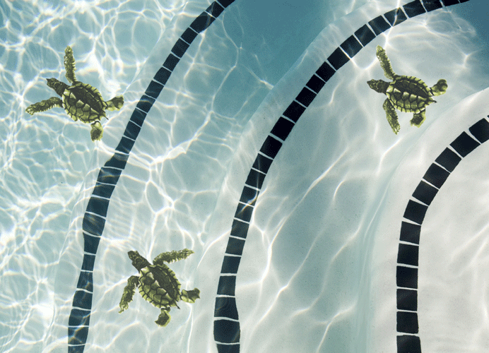 Baby Turtle B Porcelain Mosaic