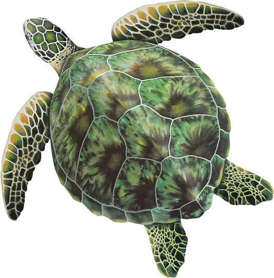 Green Sea Turtle