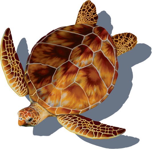 Loggerhead Turtle with Shadow