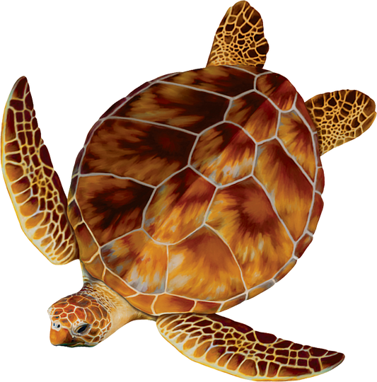 Loggerhead Turtle