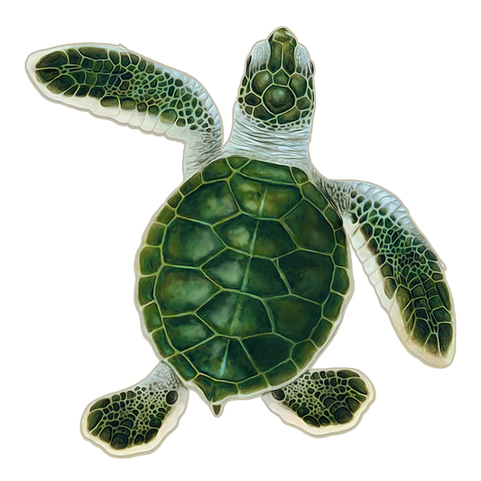 Turtle Hatchling B - Green