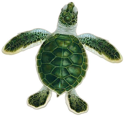 Turtle Hatchling C - Green