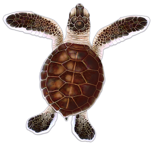 Turtle Hatchling A - Brown
