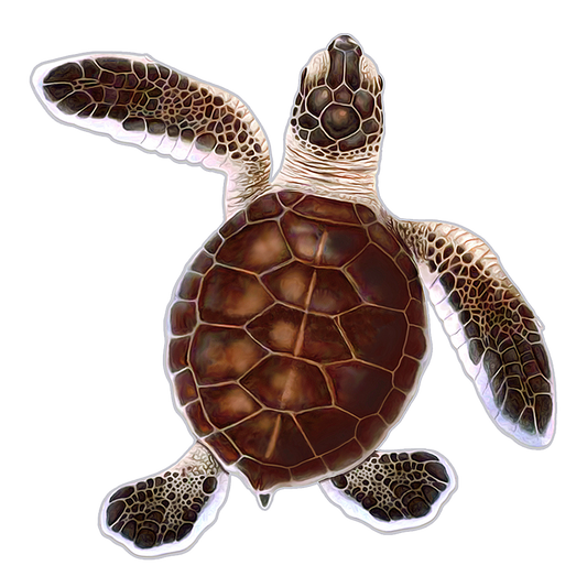 Turtle Hatchling B - Brown
