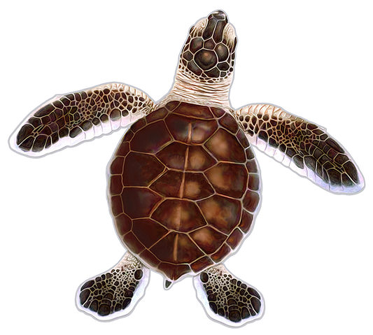 Turtle Hatchling C - Brown