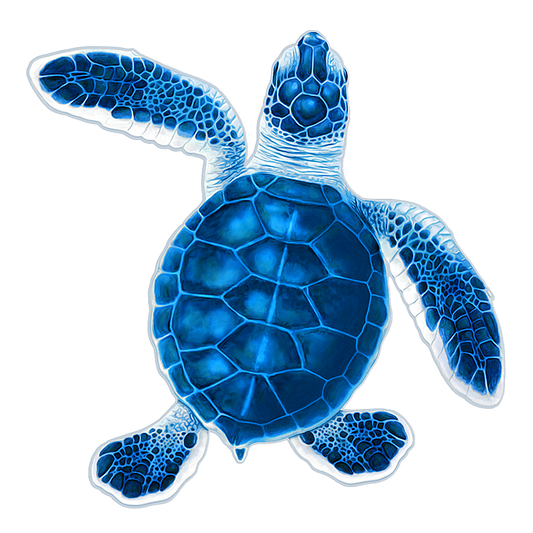 Turtle Hatchling B - Blue