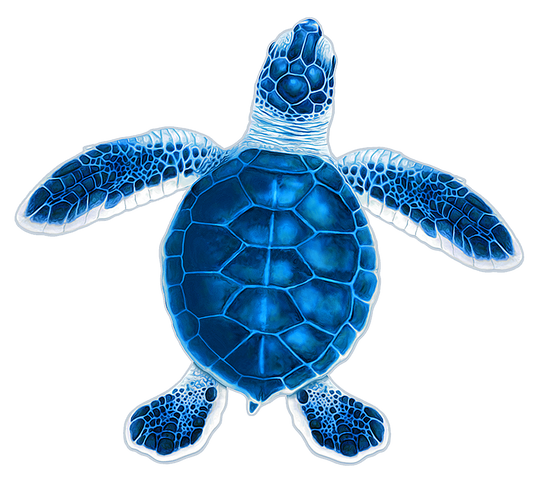 Turtle Hatchling C - Blue