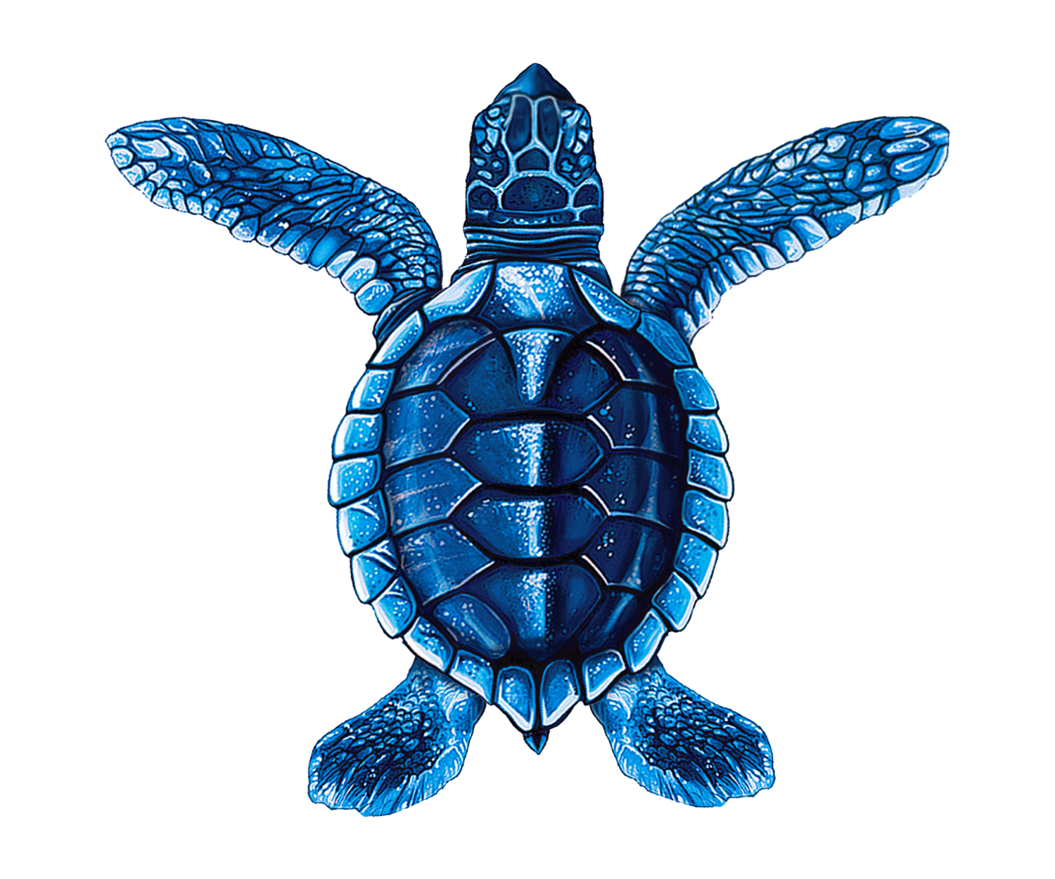 Porcelain Sea Turtles Collection – National Pool Supply Distributors