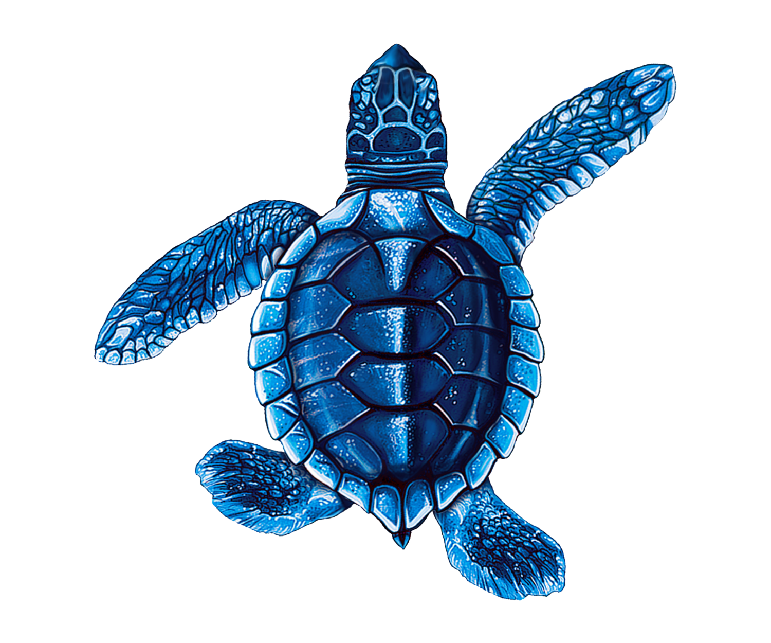 Baby Turtle B-Blue Porcelain Mosaics – National Pool Supply Distributors